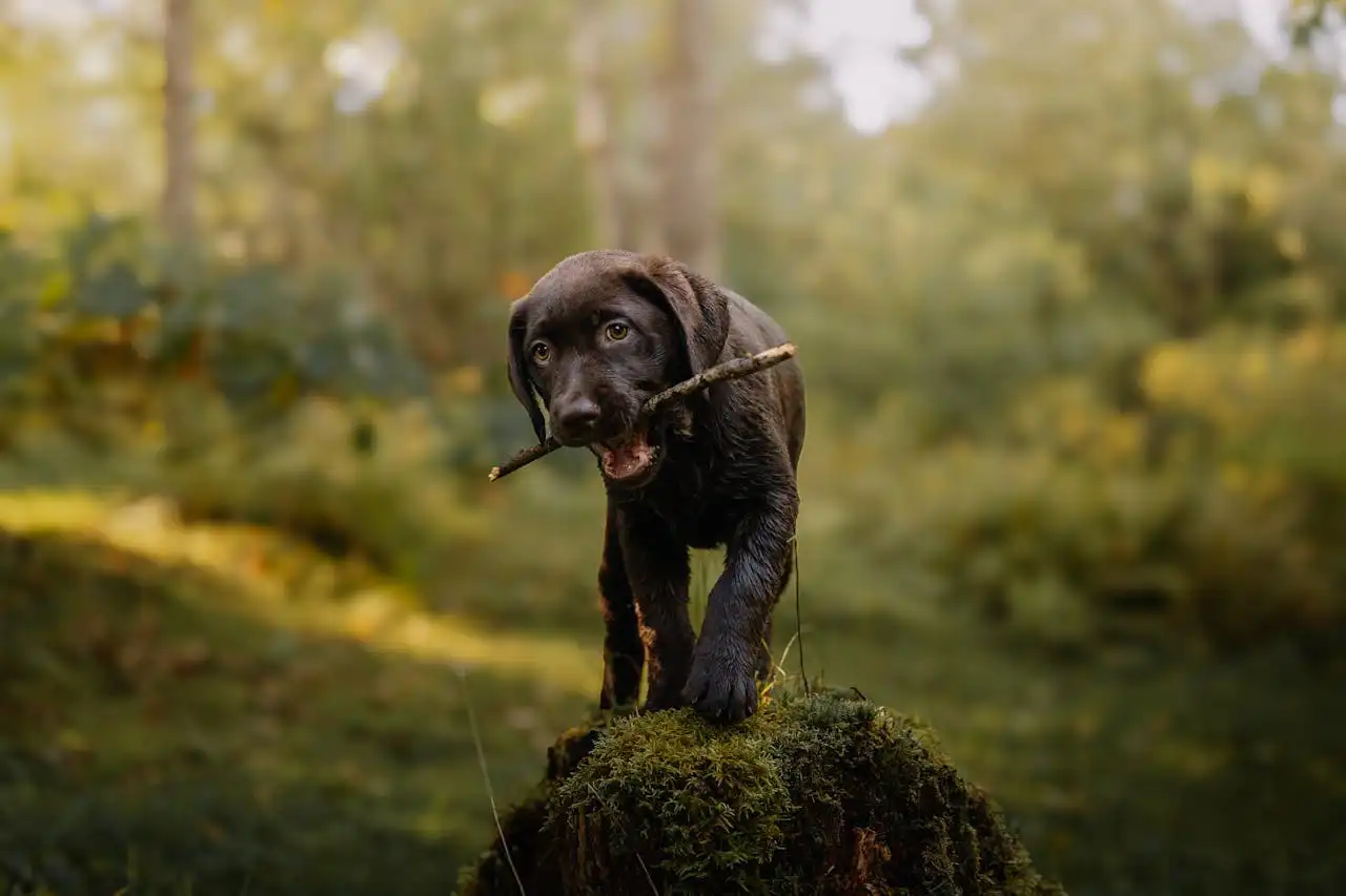 casa rural pet friendly hotel para perros pontevedra galicia finca briabi